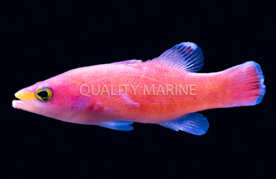 Cave Basslet :: 11516