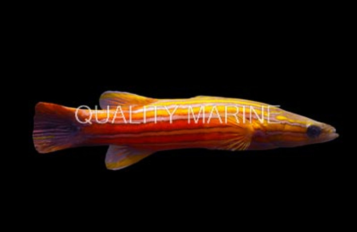 Flathead Perch  :: 11527