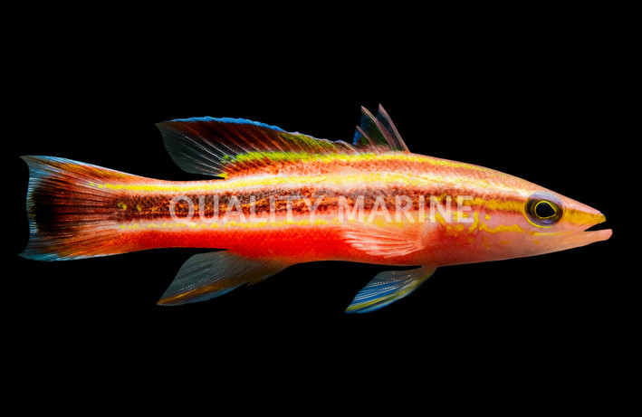Rainbow Wrasse