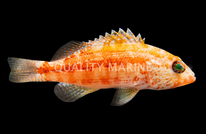 Peppermint Basslet