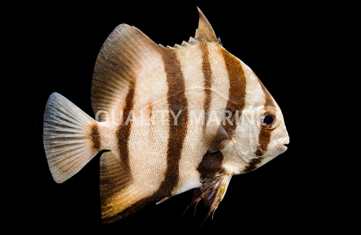 Atlantic Spadefish