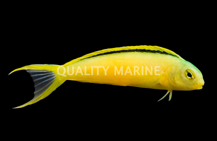 Green Canary Blenny