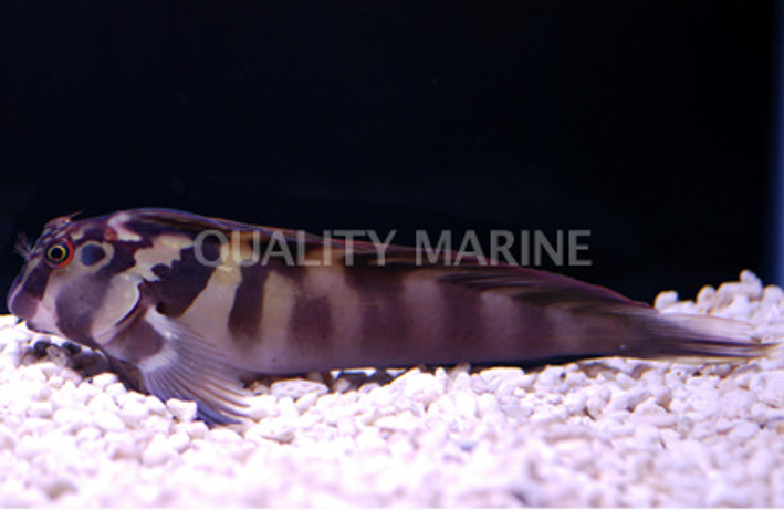 Large Banded Blenny :: 12513