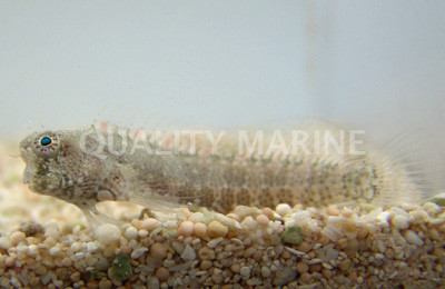 Assorted Sailfin Blenny :: 12522