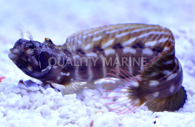 Eyebrow Barnacle Blenny :: 12552