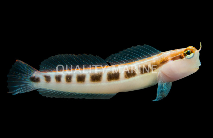 Klausewitz's Blenny