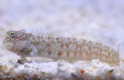 Delicate Blenny :: 12581