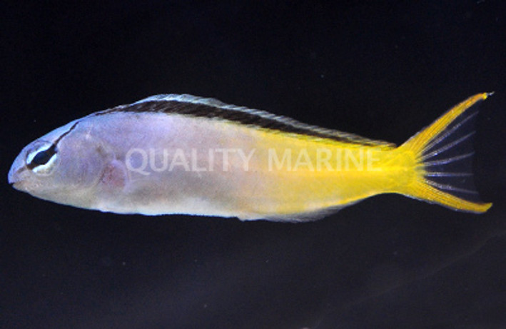 Forktail Blenny :: 12582