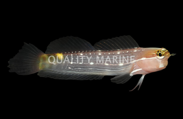 Pictus Blenny