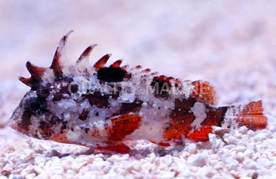 Japanese Kelpfish Blenny :: 12598