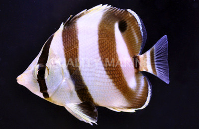 Banded Butterflyfish :: 13004