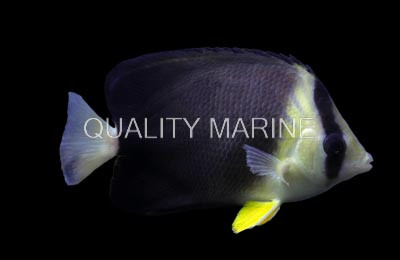 Blackburn's Butterflyfish :: 13008