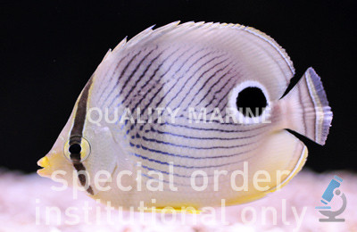 Foureye Butterflyfish :: 13021