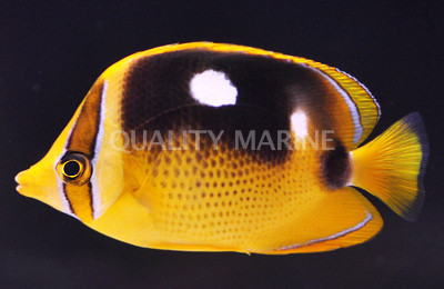 Fourspot Butterflyfish :: 13022