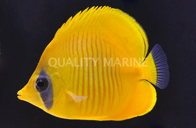 Golden Semilarvatus Butterflyfish :: 13023