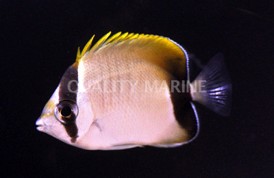 Reef Butterflyfish :: 13058