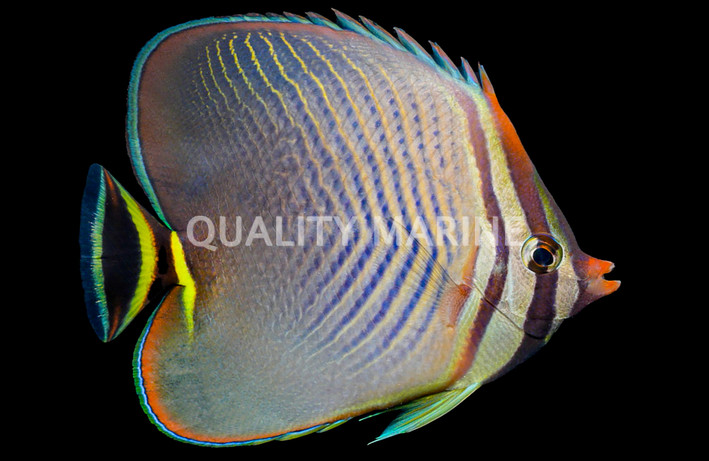 Red Sea Eritean Butterflyfish