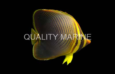 Red Sea Eritean Butterflyfish :: 13061