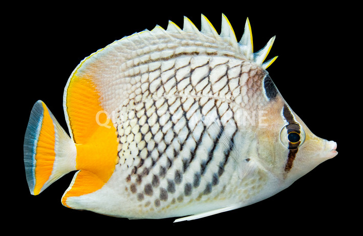 Pearlscale Butterflyfish