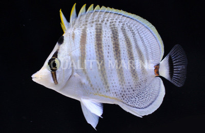 Pebbled Butterflyfish :: 13064