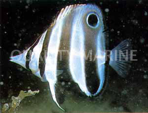 Eastern Talma Butterflyfish :: 13092