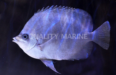 Thompson's Butterflyfish :: 13100