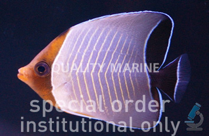 Hooded Butterflyfish :: 13110