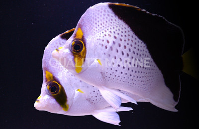 Tinkeri Butterflyfish, Pair :: 13111