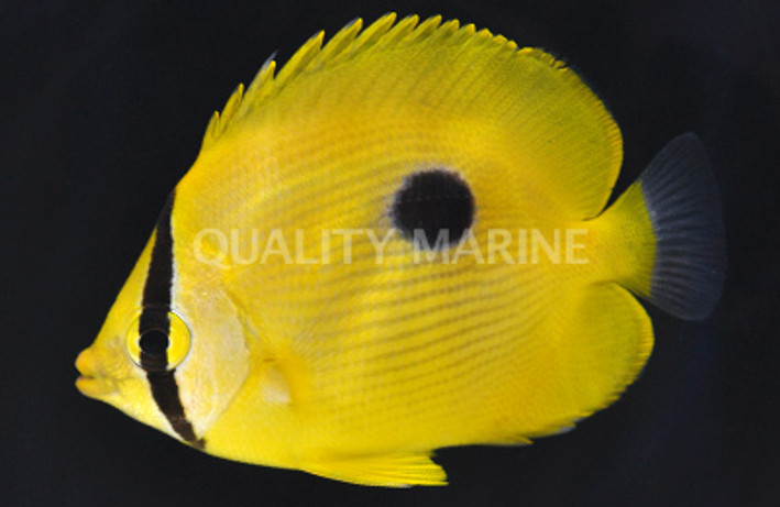 Zanzibar Butterflyfish :: 13117