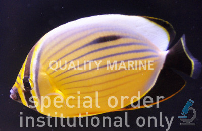 Blacktail Butterflyfish :: 13121