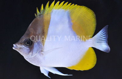 Pyramid Hybrid Butterflyfish :: 13130