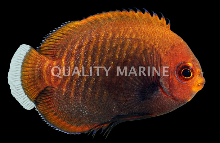 Golden Angelfish