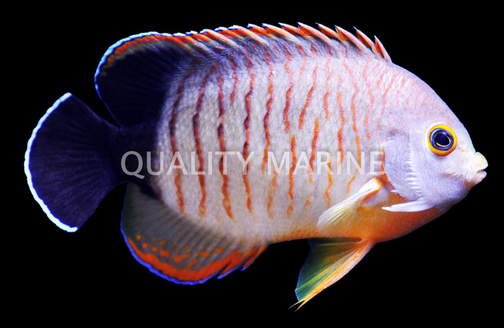 Redstipe Angelfish