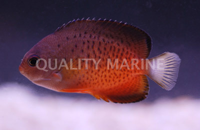 Rusty Angelfish :: 10086