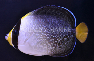 Singapore Angelfish :: 10090