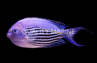 Watanabei Angelfish, Male