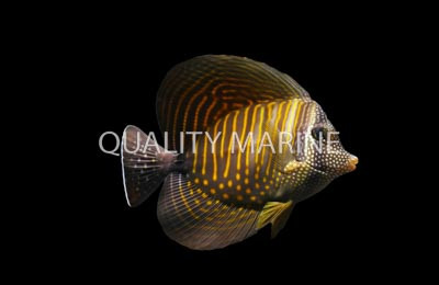 Desjardini Sailfin Tang :: 31598
