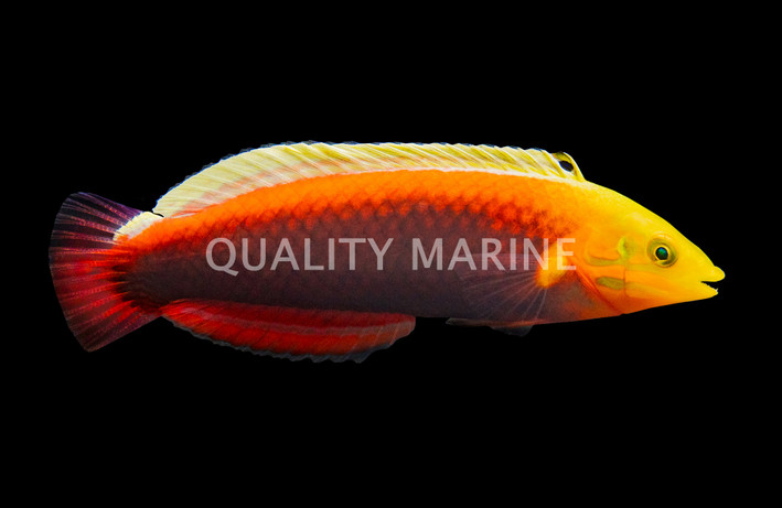 Radiant Wrasse