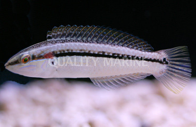 Pearly Spotted Wrasse :: 33771