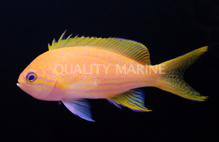 Squareback Anthias, Female :: 11022