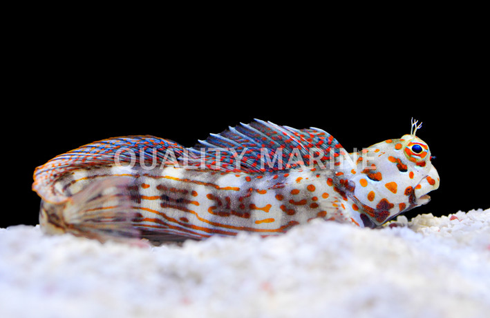 Orange Spotted Blenny