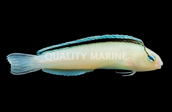Smith's Blenny