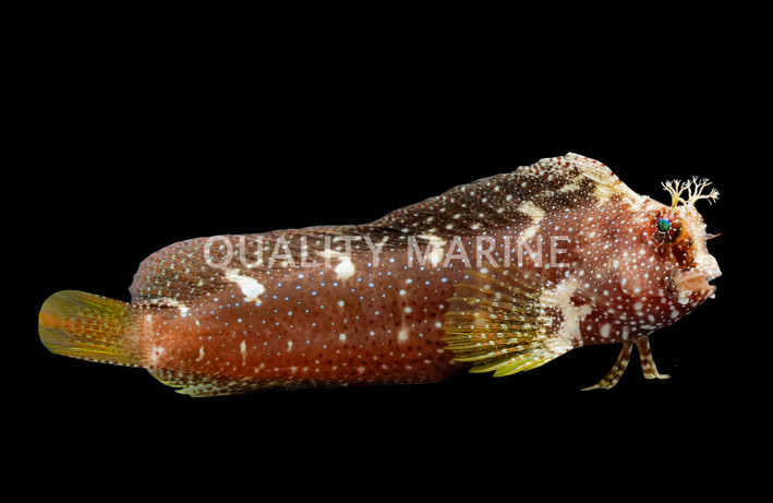 Starry Blenny 