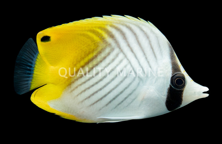 Threadfin Butterflyfish