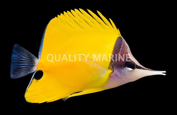 Yellow Longnose Butterflyfish