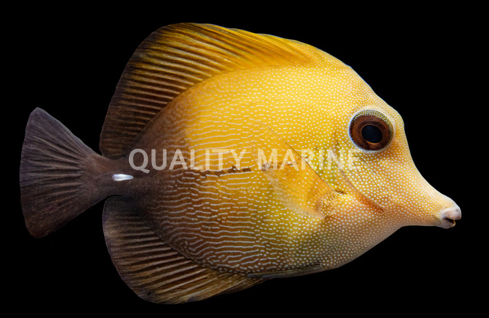 Scopas Tang