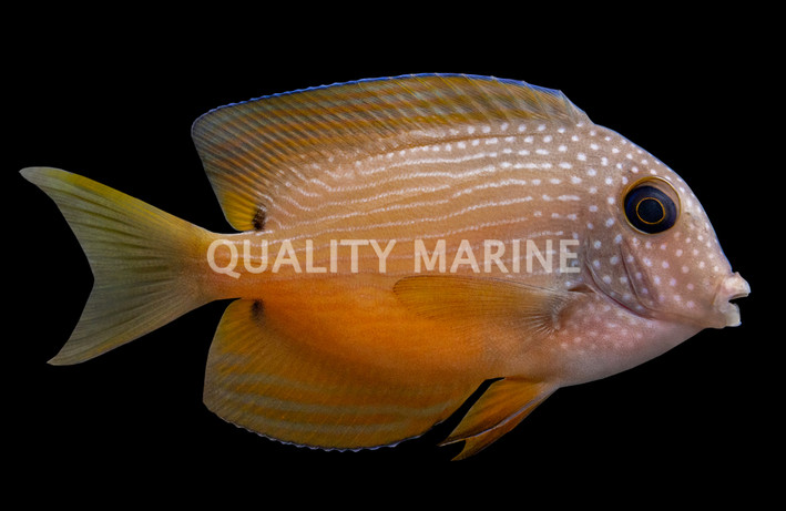 Two Spot Bristletooth Tang