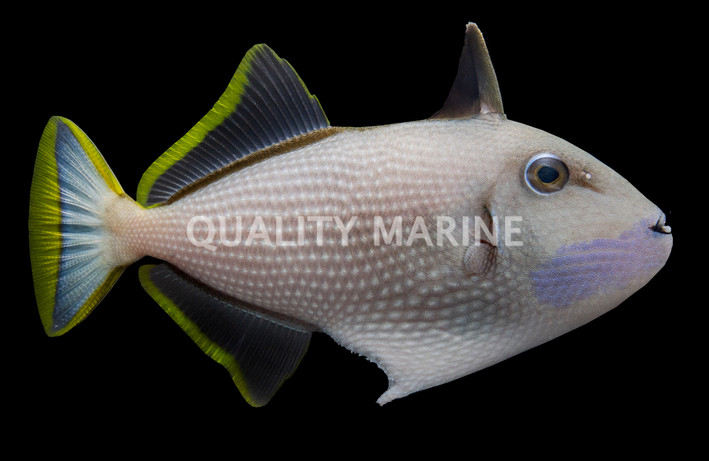 Blue Throat Triggerfish, Male