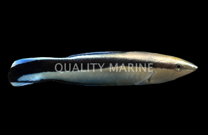 Bluestreak Cleaner Wrasse