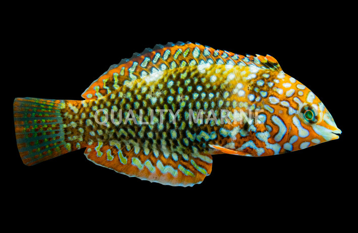 Ornate Leopard Wrasse